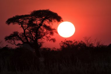 günbatımı chobe nehir üzerinde