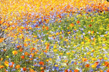 Namaka çiçeklere halı