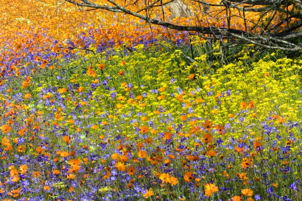 Alfombra de flores en namaqua — Foto de Stock