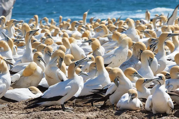 Cape gannet Batı sahilinde — Stok fotoğraf