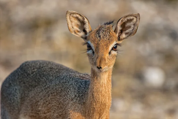 Portrait of a steenbok — Stock Photo, Image