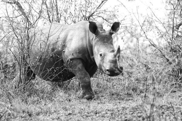 Very shy rhino  africa — Stock Photo, Image