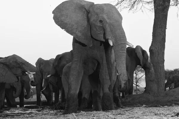 Elefanttilauma chobessa — kuvapankkivalokuva