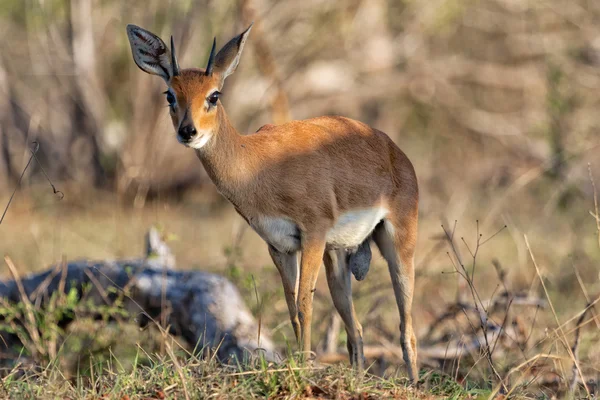 Steenbok au parc national Kruger — Photo