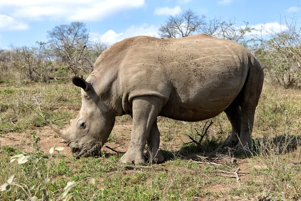 Énorme rhinocéros à Hluhluwe-Umfolozi — Photo