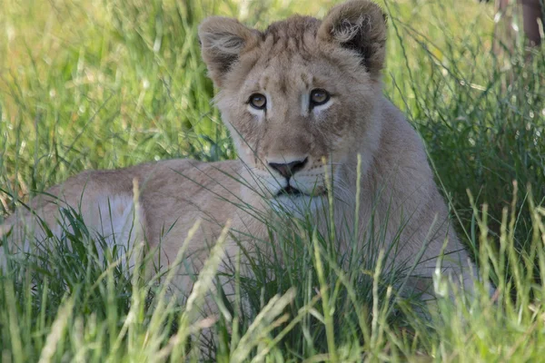 Lion cub a kruger nemzeti park — Stock Fotó