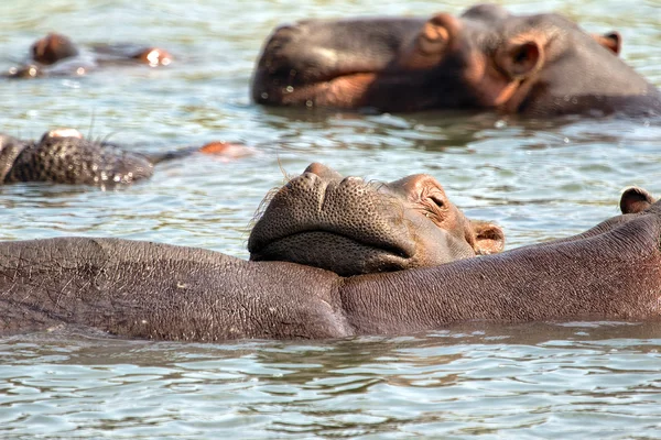 Young hippo having rest on his mother's back — Stock Photo, Image