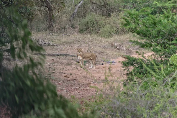 Kruger Milli Parkı, dişi aslan — Stok fotoğraf