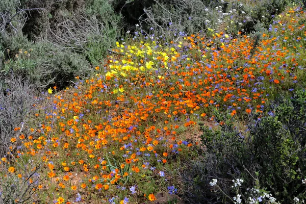 Blumenteppich bei namaqua — Stockfoto