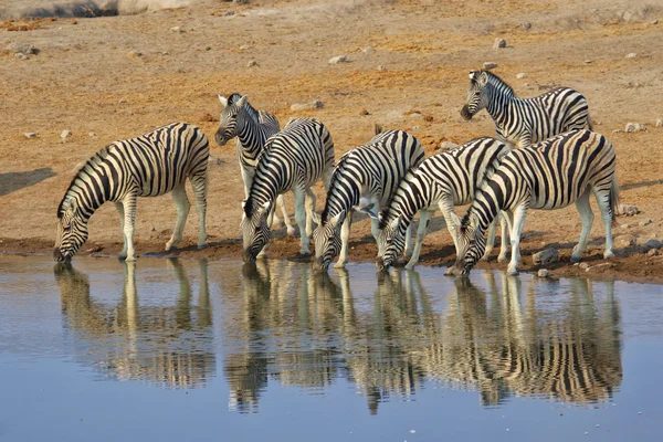 Zebras drinking water at etosha — Stock Photo, Image