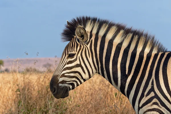 Zebra w parku narodowym Krugera — Zdjęcie stockowe