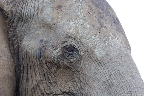 Portret słonia — Zdjęcie stockowe