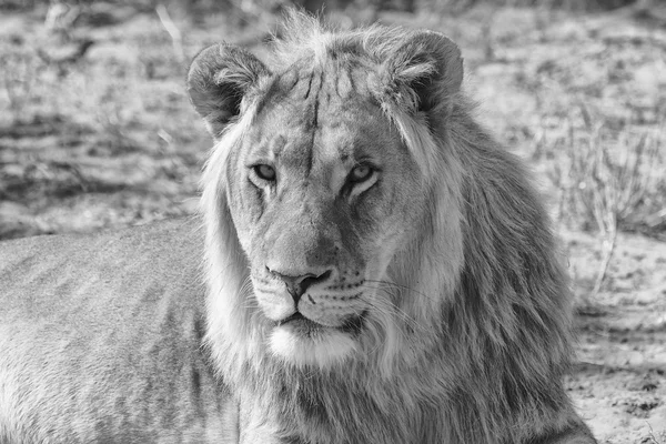 Ritratto di un leone alle kgalagadi — Foto Stock