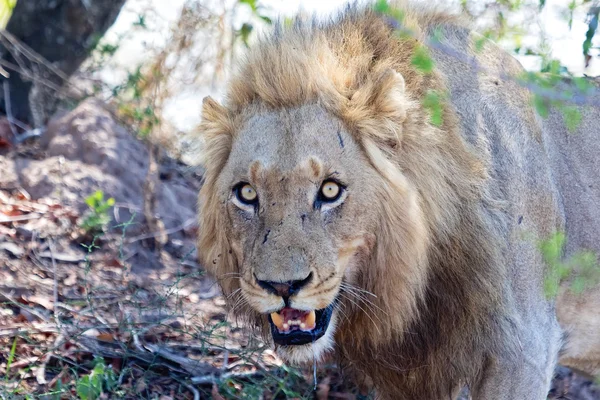 Retrato de un león en kruger —  Fotos de Stock