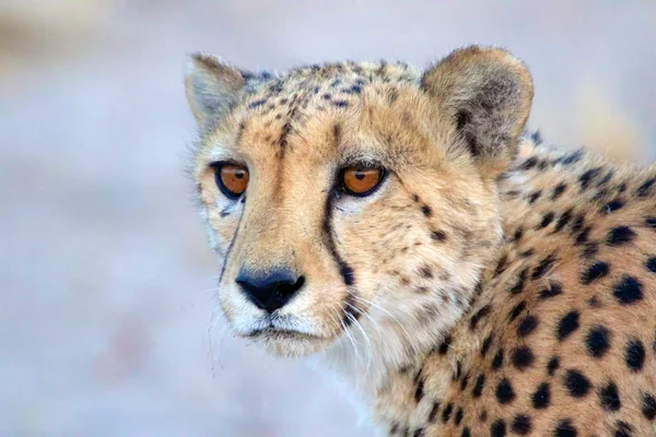 Retrato de un guepardo — Foto de Stock