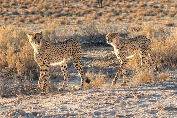 Gepardi na kgalagadi národní park — Stock fotografie