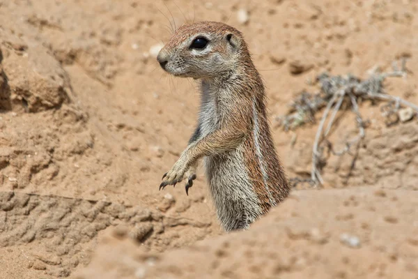 Ground squirrel at kruger national park — Stock Photo, Image