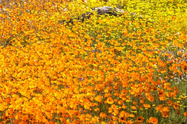 Koberec z květin v namaqua — Stock fotografie