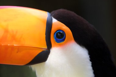 beautiful toucan costa rica clipart