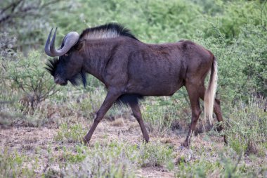 siyah wildebeest Namibya
