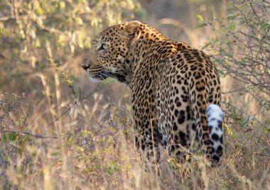 leopar kruger Milli Parkı