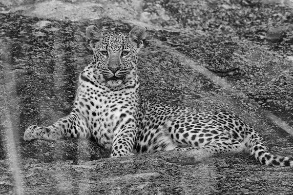 Удивительный леопард в Крюгере — стоковое фото