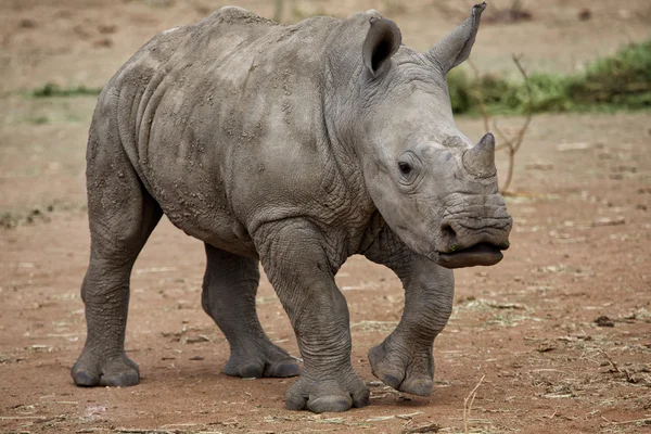 Rinoceronte bebé em Kruger — Fotografia de Stock