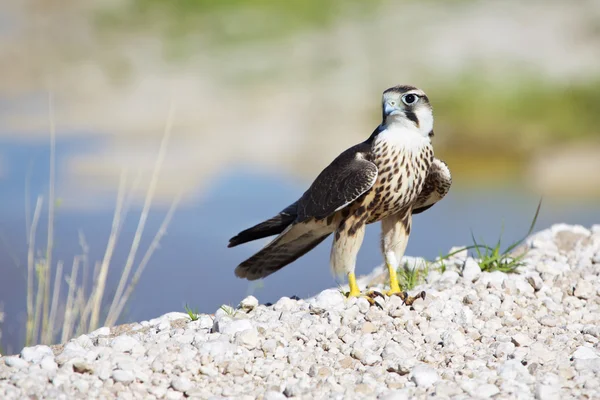 Falcão lanner em etosha — Fotografia de Stock