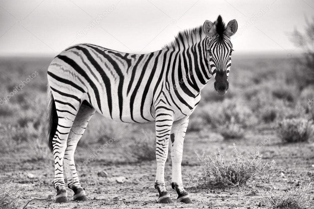 beautiful zebra at etosha