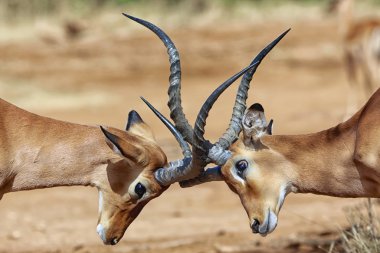 Samburu kavga impalas
