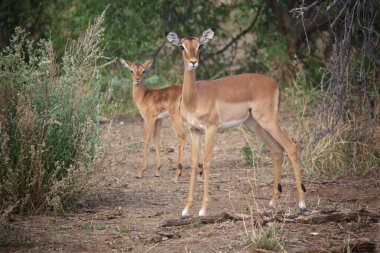 etkin, impalas