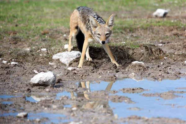 Jackal in etosha — Stockfoto