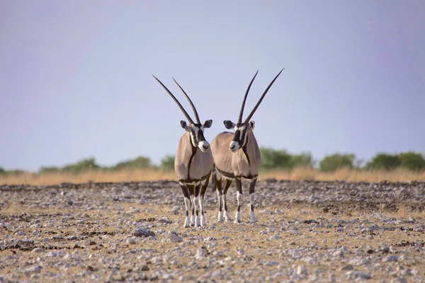 Oryx nat etosha — Stock Fotó