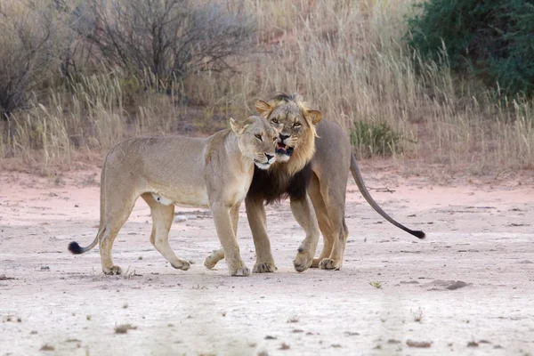 Lions kgalagadi gränsöverskridande park — Stockfoto