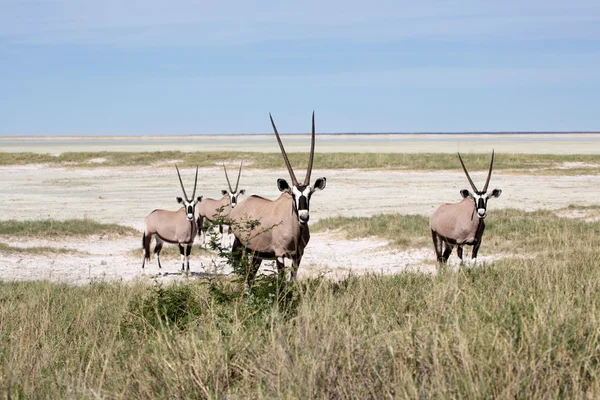 Oryxes à etosha — Photo