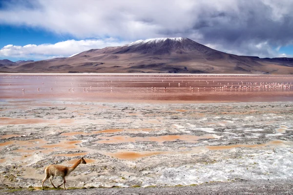 Laguna colorada Bolívie — Stock fotografie