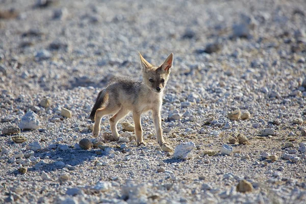 Etkin, Afrika antilobu — Stok fotoğraf