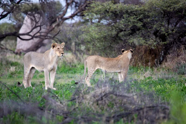 Leoni a etosha — Foto Stock