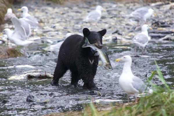 Medvěd na Aljašce s lososem — Stock fotografie