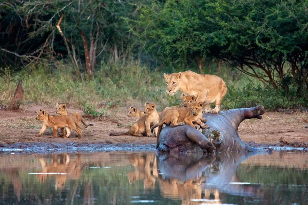 Lvi, jíst hroch v Krugerově národním parku — Stock fotografie
