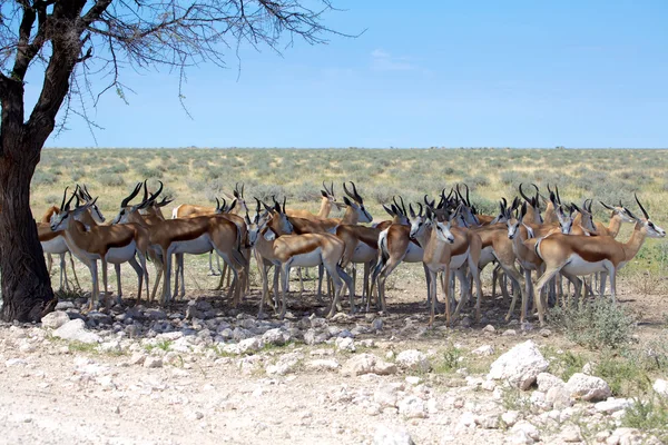 Looking for shade — Stock Photo, Image