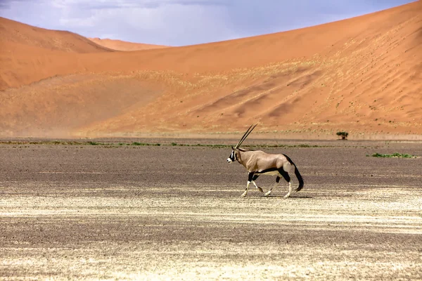 Oryx w namib naukluft — Zdjęcie stockowe