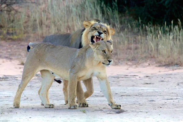 León enojado en kgalagadi —  Fotos de Stock