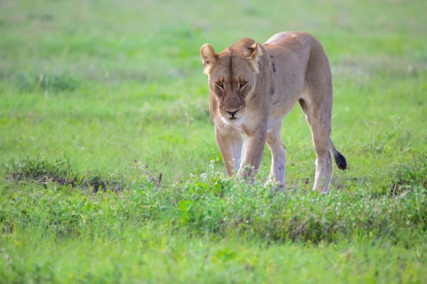 Vackra lejoninna på etosha — Stockfoto