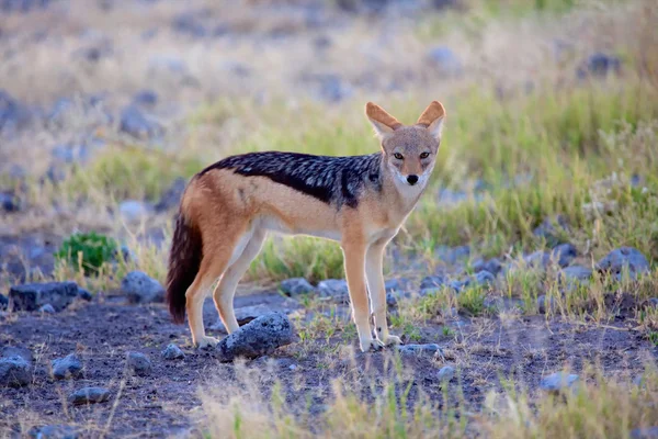 Black-backed jakhals op etosha — Stockfoto