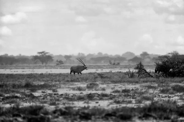 Oryx bajo la lluvia —  Fotos de Stock