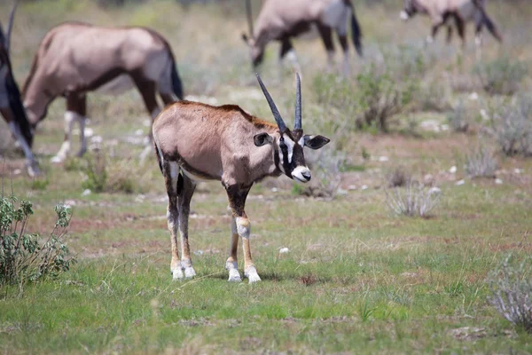 Veau oryx à etosha — Photo