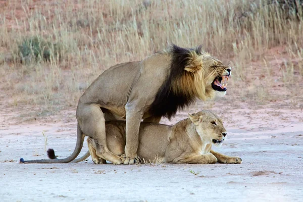 Lvi páření na kgalagadi — Stock fotografie