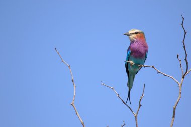 Lila kruvaze silindir bir ağaç üzerinde