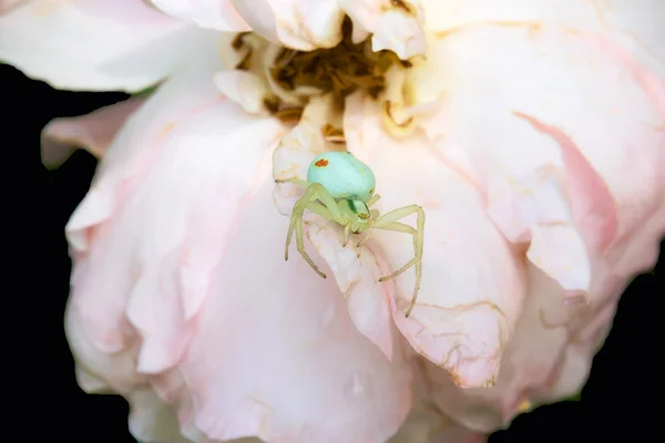 Spider on pink flower — Stok fotoğraf